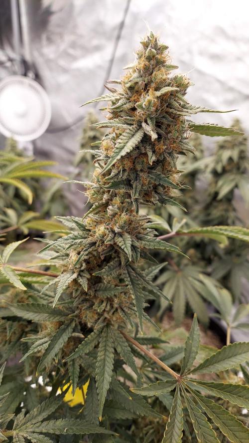 The Garden 2022 - Blueberry Muffin. Week 14