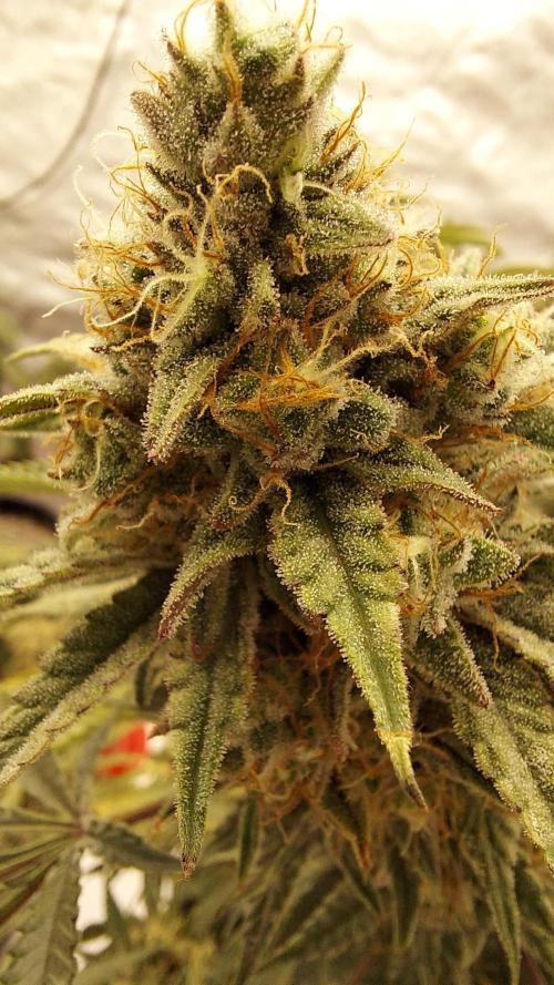 The Garden 2022 - Blueberry Muffin. Week 14