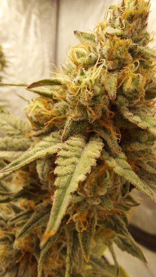 The Garden 2022 - Blueberry Muffin. Week 14