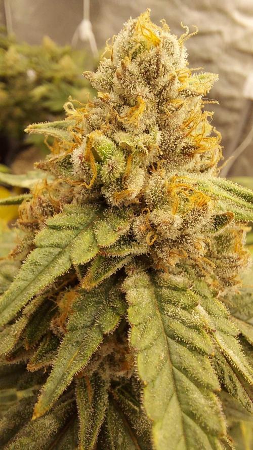 The Garden 2022 - Blueberry Muffin. Week 14