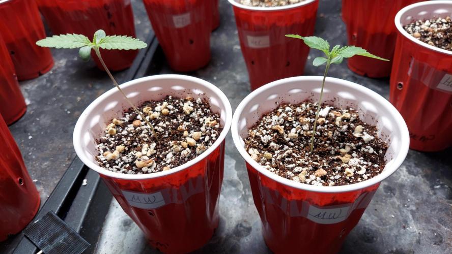 The Garden 2023 - Muscadine Wine. Week 1