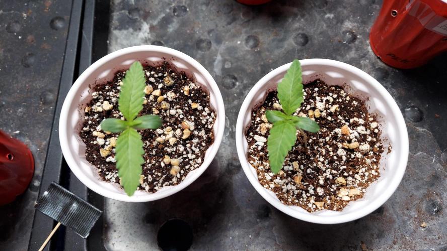 The Garden 2023 - Muscadine Wine. Week 1