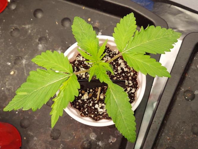 The Garden 2023 - Muscadine Wine. Week 2