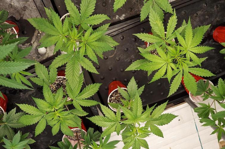 The Garden 2023 - Muscadine Wine. Week 3
