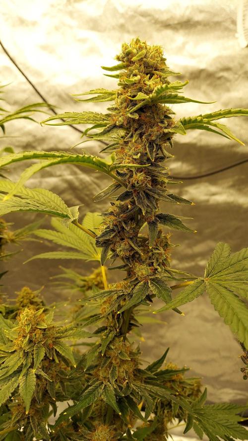 The Garden 2022 - Northern Lights by WSE. Week 14