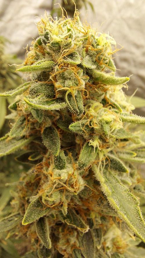 The Garden 2022 - Northern Lights by WSE. Week 14