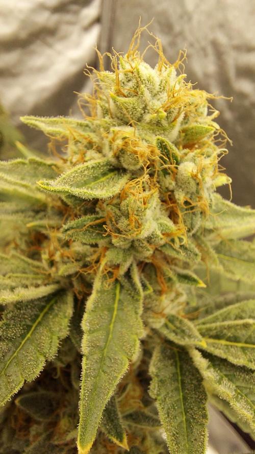 The Garden 2022 - Northern Lights by WSE. Week 14