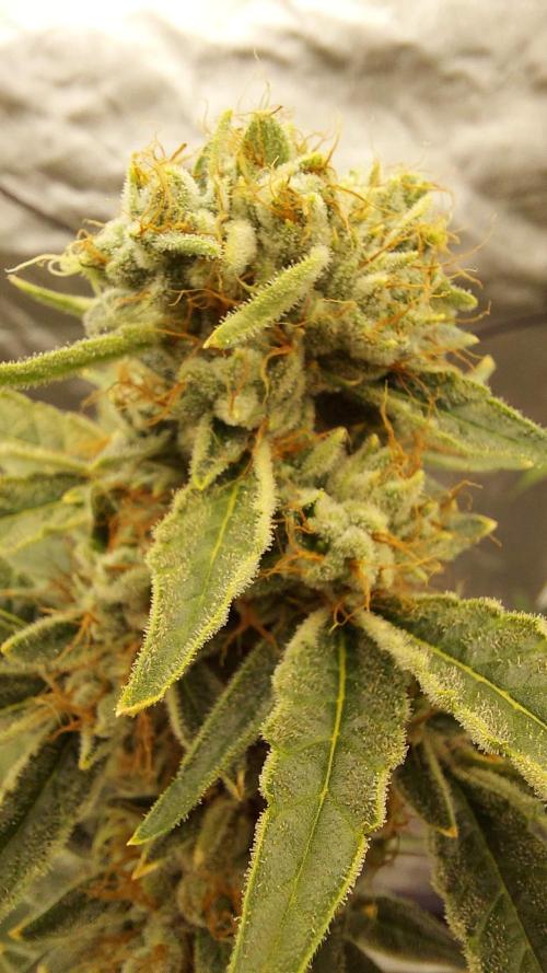 The Garden 2022 - Northern Lights by WSE. Week 14