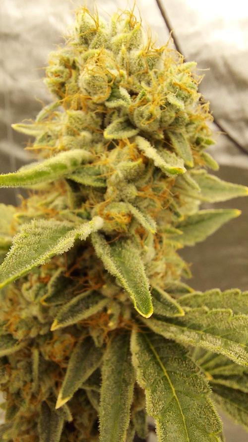The Garden 2022 - Northern Lights by WSE. Week 14