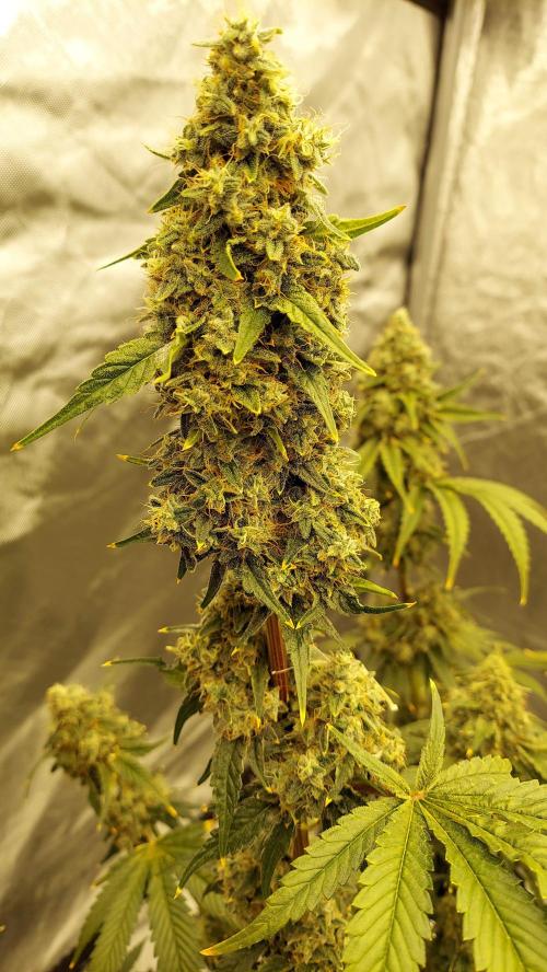 The Garden 2022 - Northern Lights by WSE. Week 14