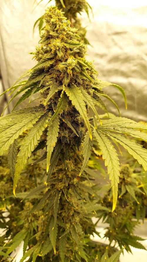 The Garden 2022 - Northern Lights by WSE. Week 14
