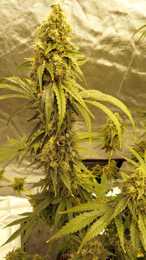 The Garden 2022 - Northern Lights by WSE. Week 14