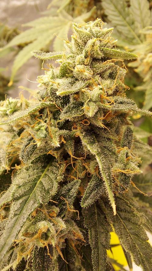 The Garden 2022 - Northern Lights by WSE. Week 15