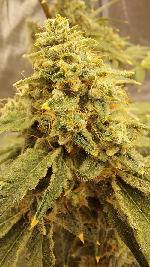 The Garden 2022 - Northern Lights by WSE. Week 15