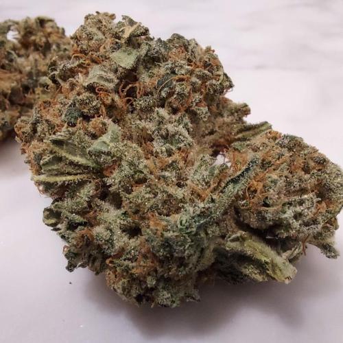 The Garden 2022 - Northern Lights by WSE. Week 15