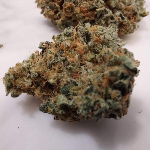 The Garden 2022 - Northern Lights by WSE. Week 15