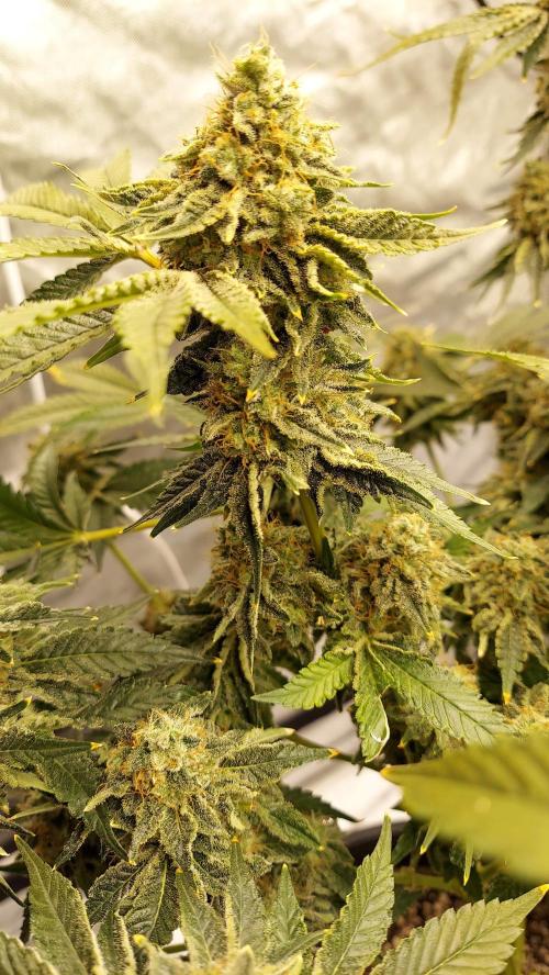 The Garden 2022 - Northern Lights by WSE. Week 13