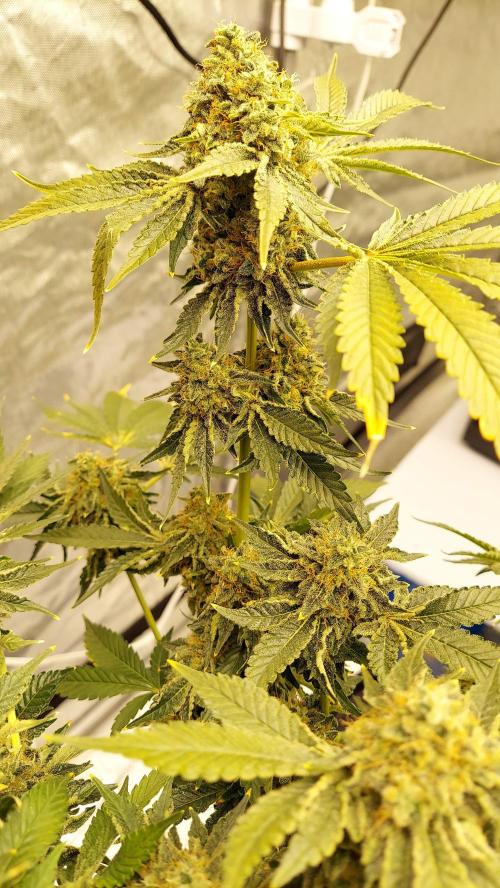 The Garden 2022 - Northern Lights by WSE. Week 13
