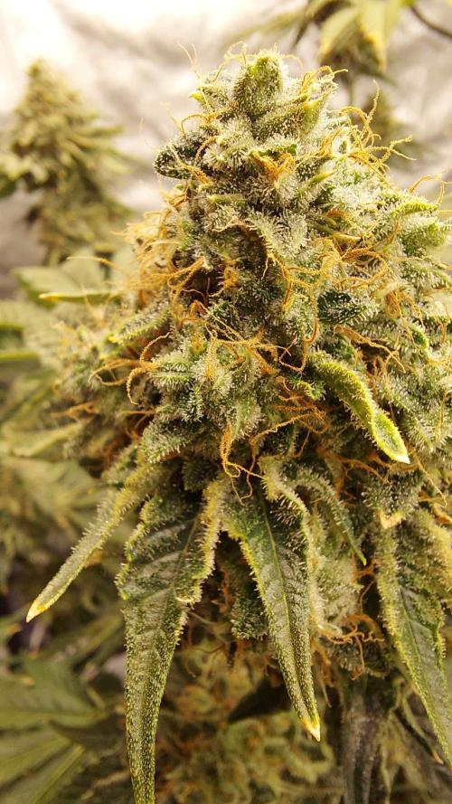 The Garden 2022 - Northern Lights by WSE. Week 13