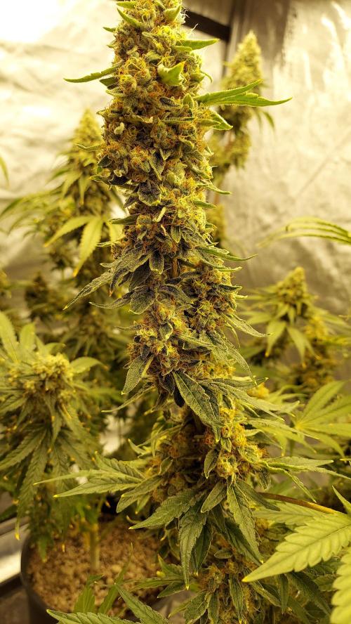 The Garden 2022 - Northern Lights by WSE. Week 13