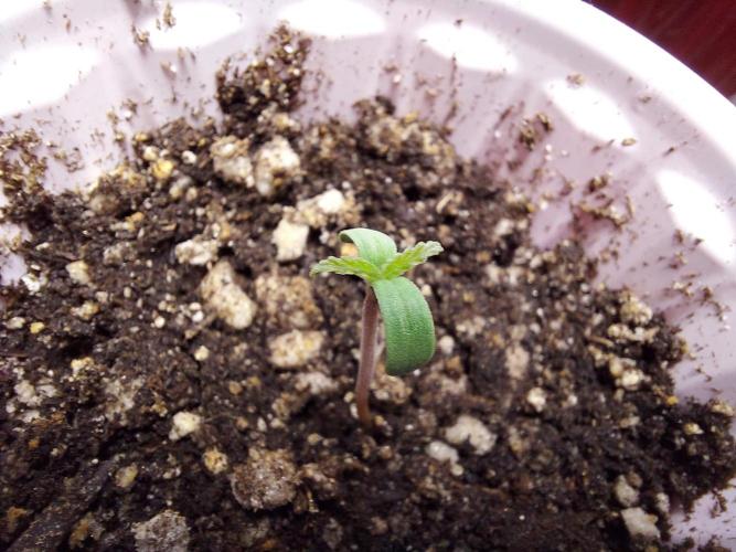 The Garden 2022 - LA Peyote Kush. Week 0