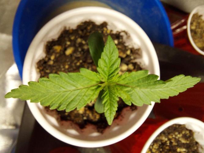 The Garden 2022 - LA Peyote Kush. Week 1