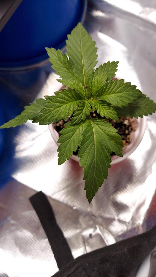 The Garden 2022 - LA Peyote Kush. Week 2