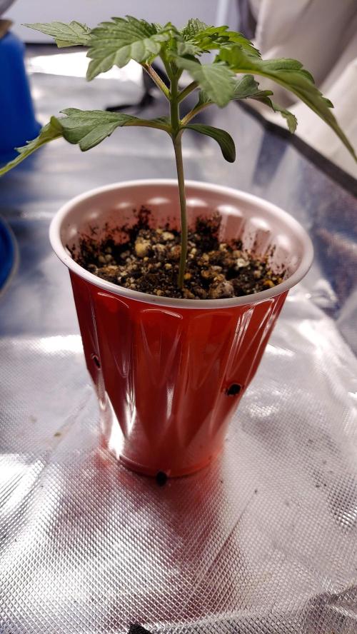 The Garden 2022 - LA Peyote Kush. Week 2