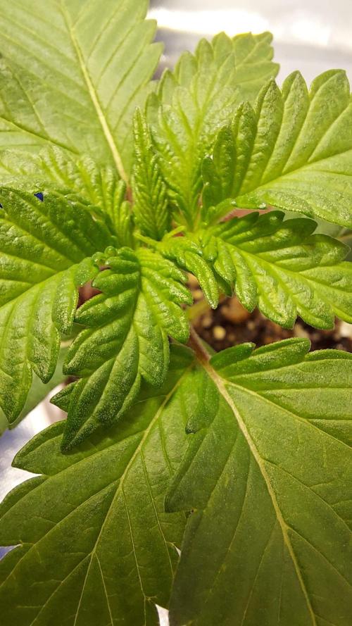 The Garden 2022 - LA Peyote Kush. Week 2