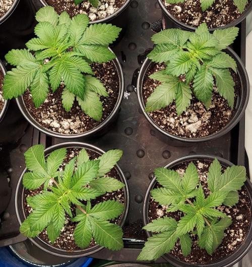 The Garden 2022 - LA Peyote Kush. Week 3