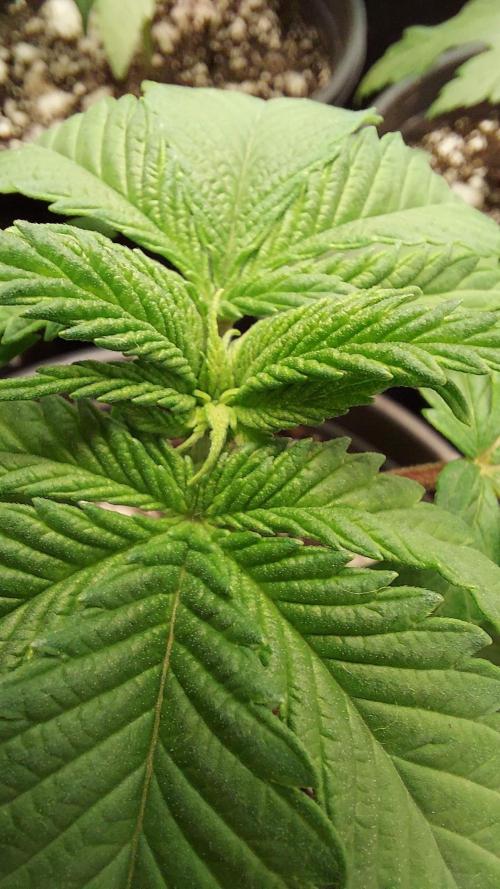 The Garden 2022 - LA Peyote Kush. Week 3