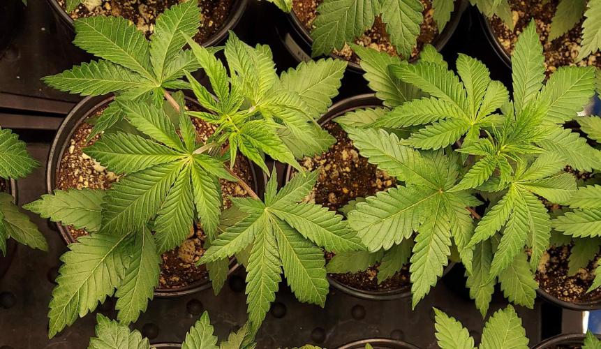 The Garden 2022 - LA Peyote Kush. Week 4