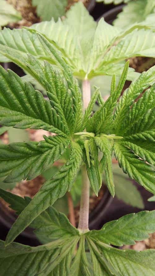 The Garden 2022 - LA Peyote Kush. Week 4