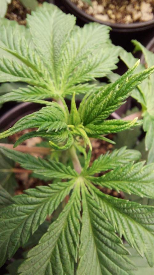 The Garden 2022 - LA Peyote Kush. Week 4