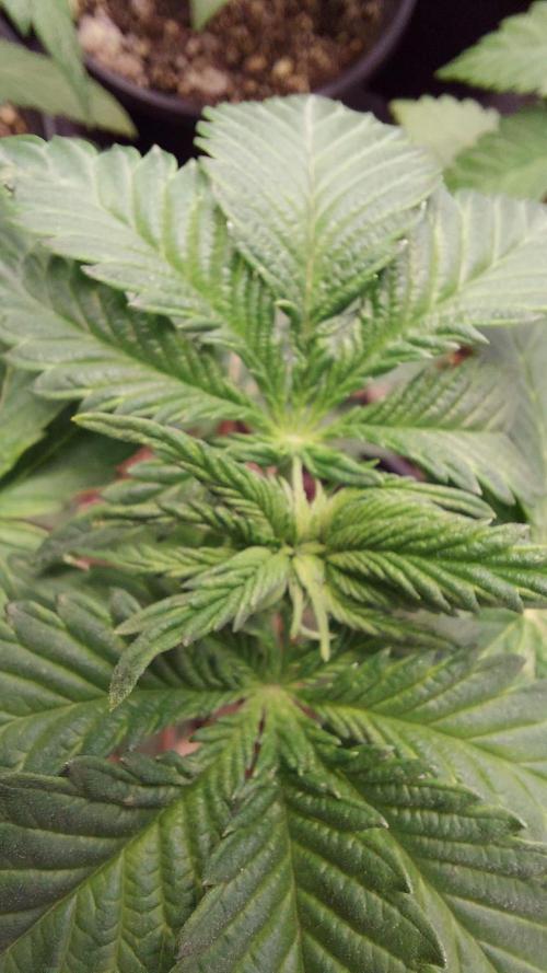 The Garden 2022 - LA Peyote Kush. Week 4