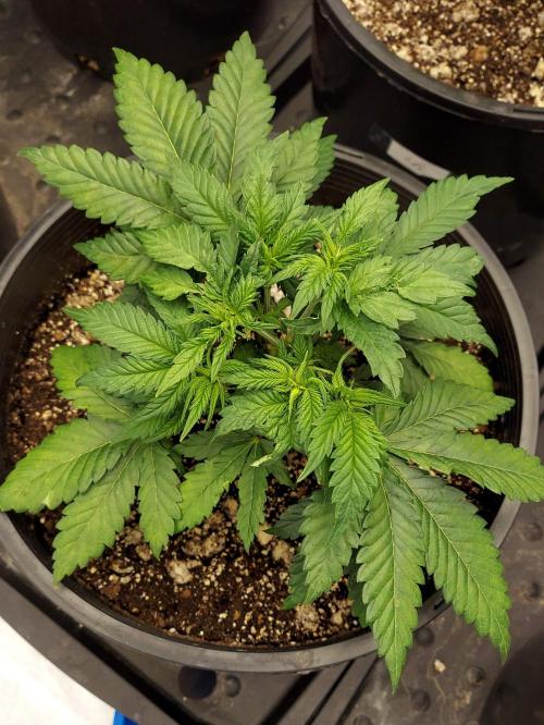 The Garden 2022 - LA Peyote Kush. Week 6