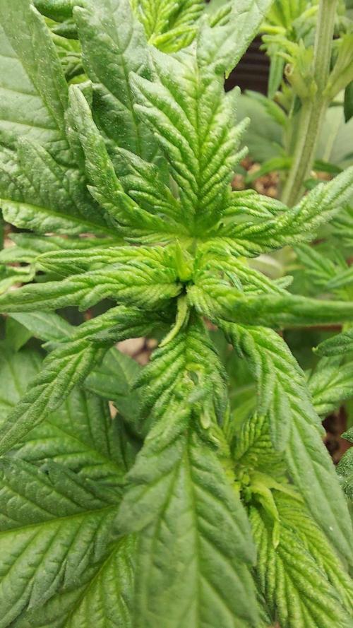 The Garden 2022 - LA Peyote Kush. Week 6