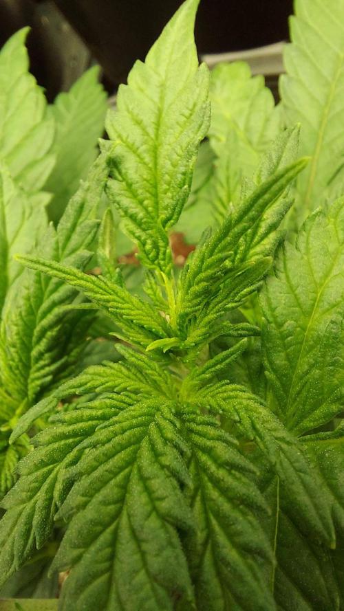 The Garden 2022 - LA Peyote Kush. Week 6