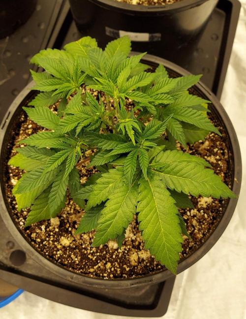 The Garden 2022 - LA Peyote Kush. Week 6