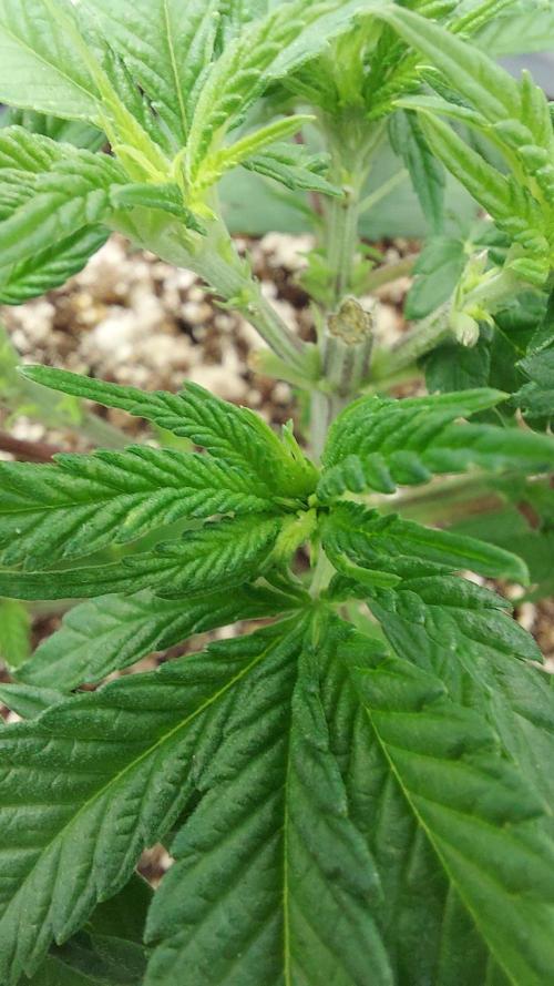 The Garden 2022 - LA Peyote Kush. Week 6