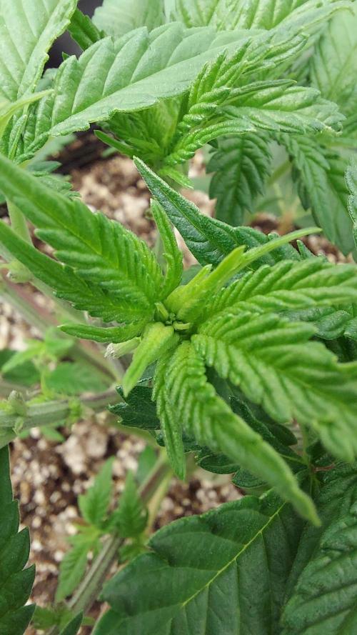 The Garden 2022 - LA Peyote Kush. Week 6