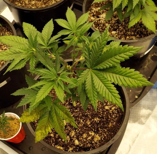 The Garden 2022 - LA Peyote Kush. Week 6