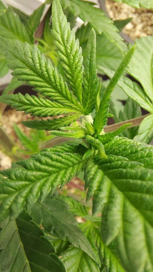 The Garden 2022 - LA Peyote Kush. Week 6
