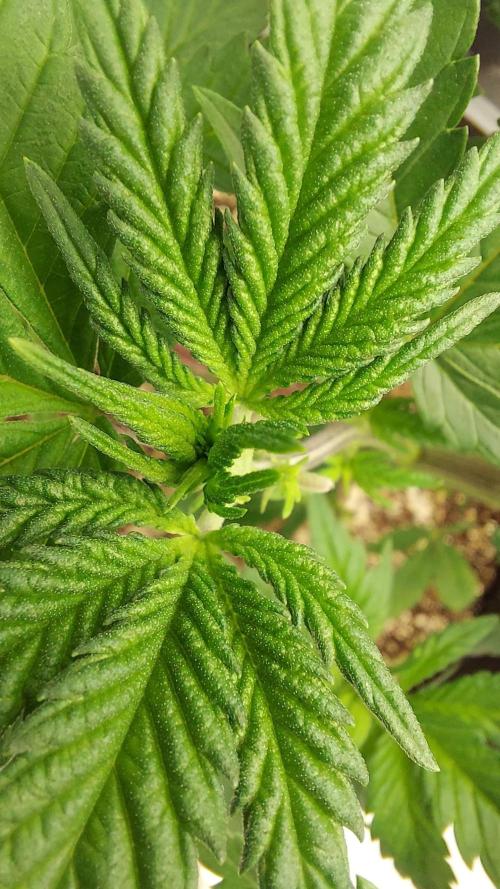The Garden 2022 - LA Peyote Kush. Week 6