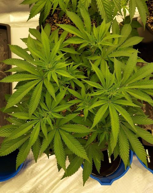 The Garden 2022 - LA Peyote Kush. Week 8