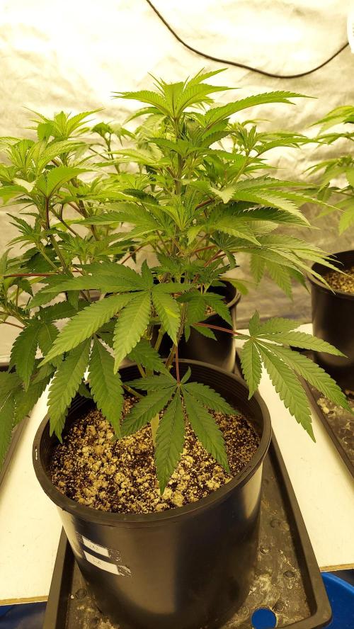 The Garden 2022 - LA Peyote Kush. Week 8
