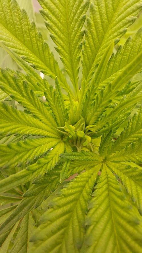 The Garden 2022 - LA Peyote Kush. Week 8