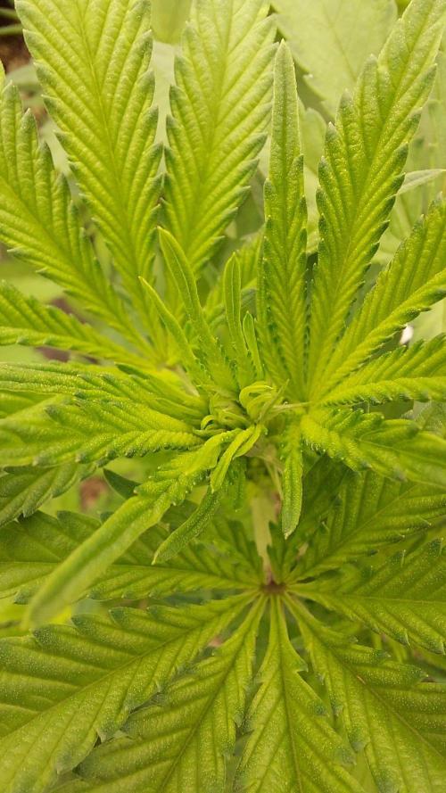 The Garden 2022 - LA Peyote Kush. Week 8