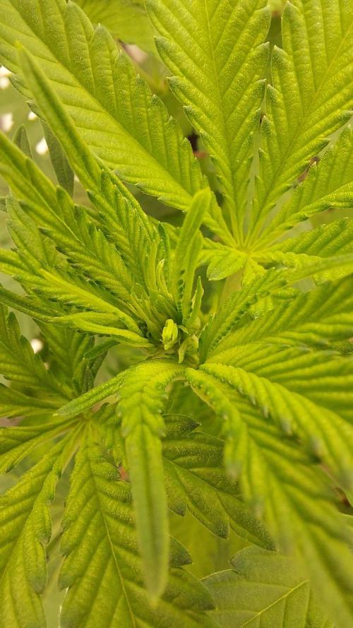 The Garden 2022 - LA Peyote Kush. Week 8