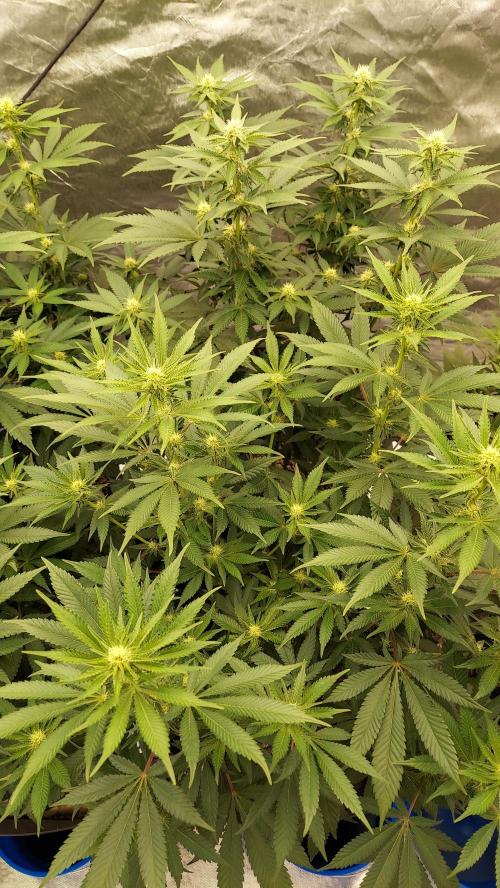The Garden 2022 - LA Peyote Kush. Week 9